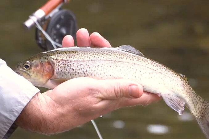 Wilson Creek trout