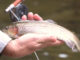 Wilson Creek trout