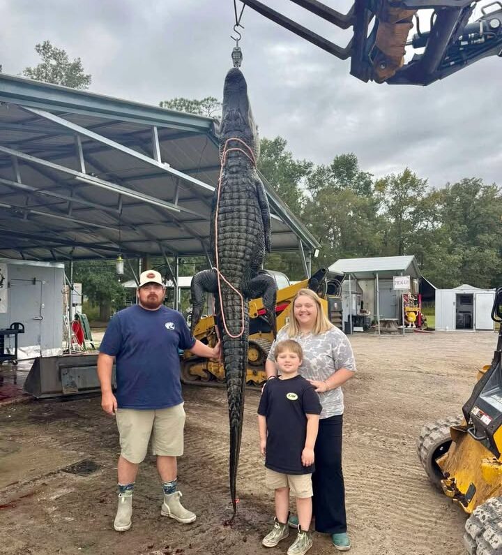 gator