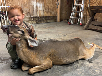 deer