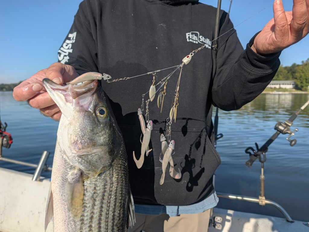 striper