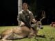 buck