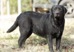 English/Show Black & Yellow Labrador Retrievers