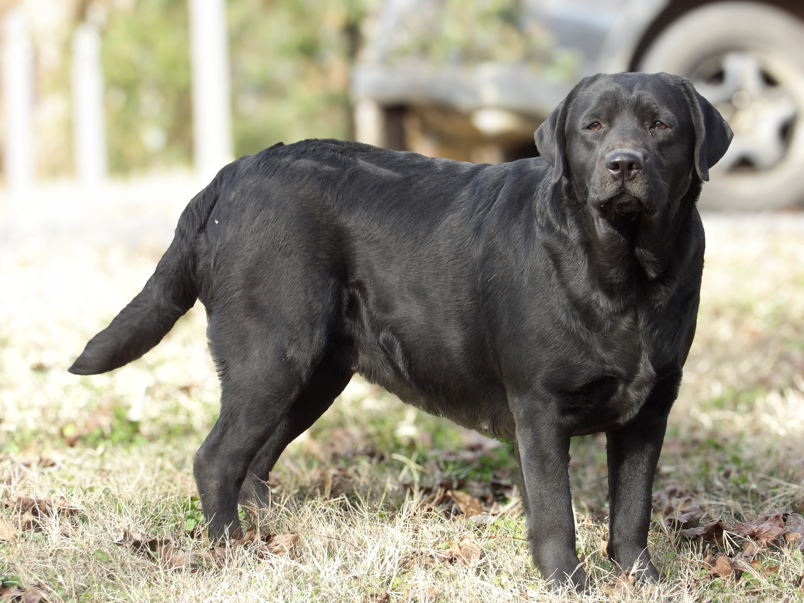 English/Show Black & Yellow Labrador Retrievers
