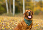 English/Show Black & Yellow Labrador Retrievers