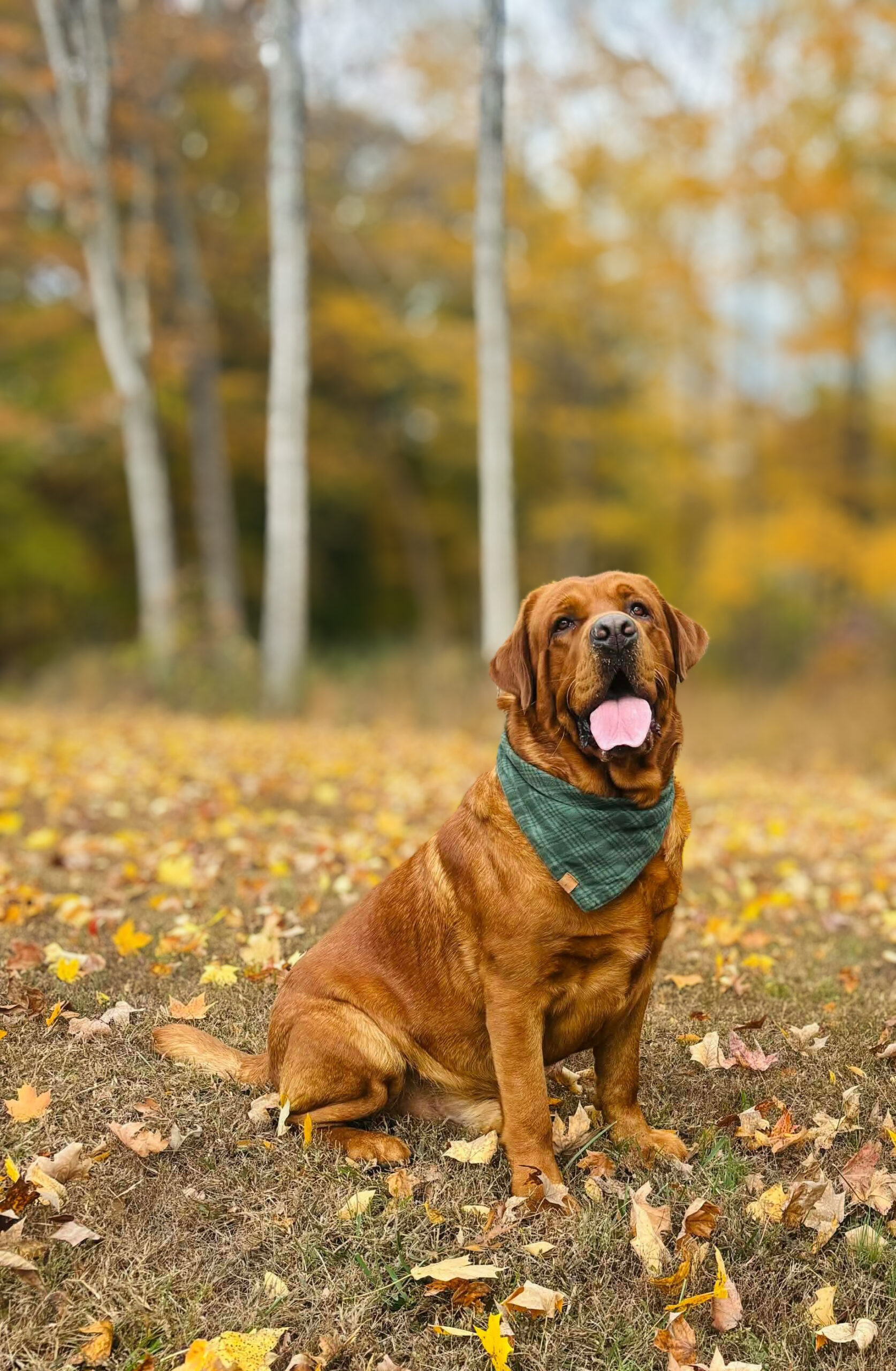 English/Show Black & Yellow Labrador Retrievers