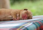 English/Show Black & Yellow Labrador Retrievers