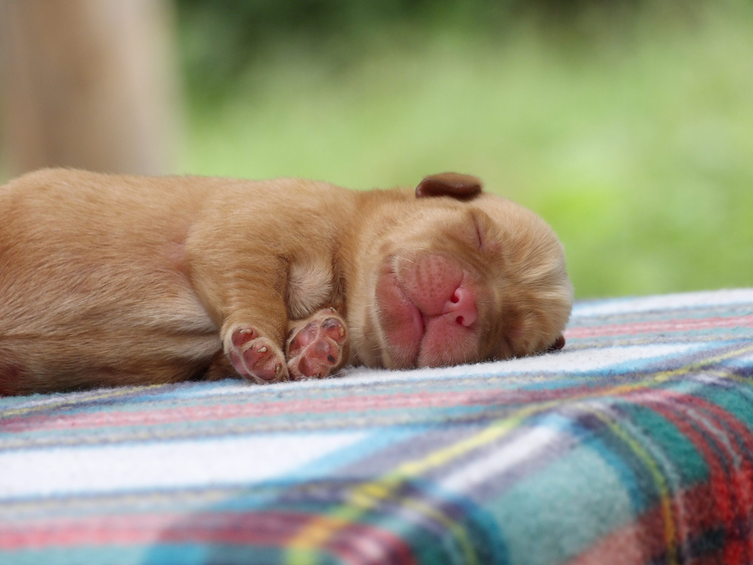 English/Show Black & Yellow Labrador Retrievers