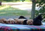 English/Show Black & Yellow Labrador Retrievers
