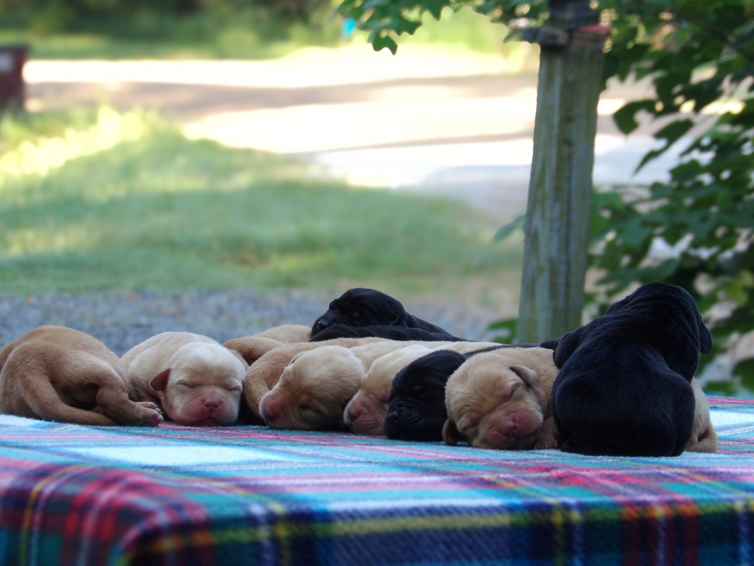 English/Show Black & Yellow Labrador Retrievers