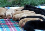 English/Show Black & Yellow Labrador Retrievers