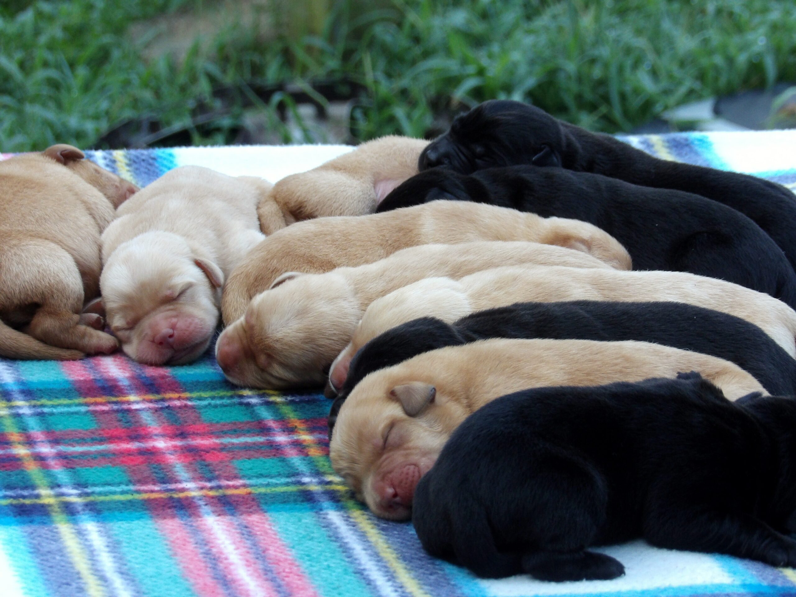English/Show Black & Yellow Labrador Retrievers